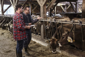 Veterinarian helping farmer with his livestock