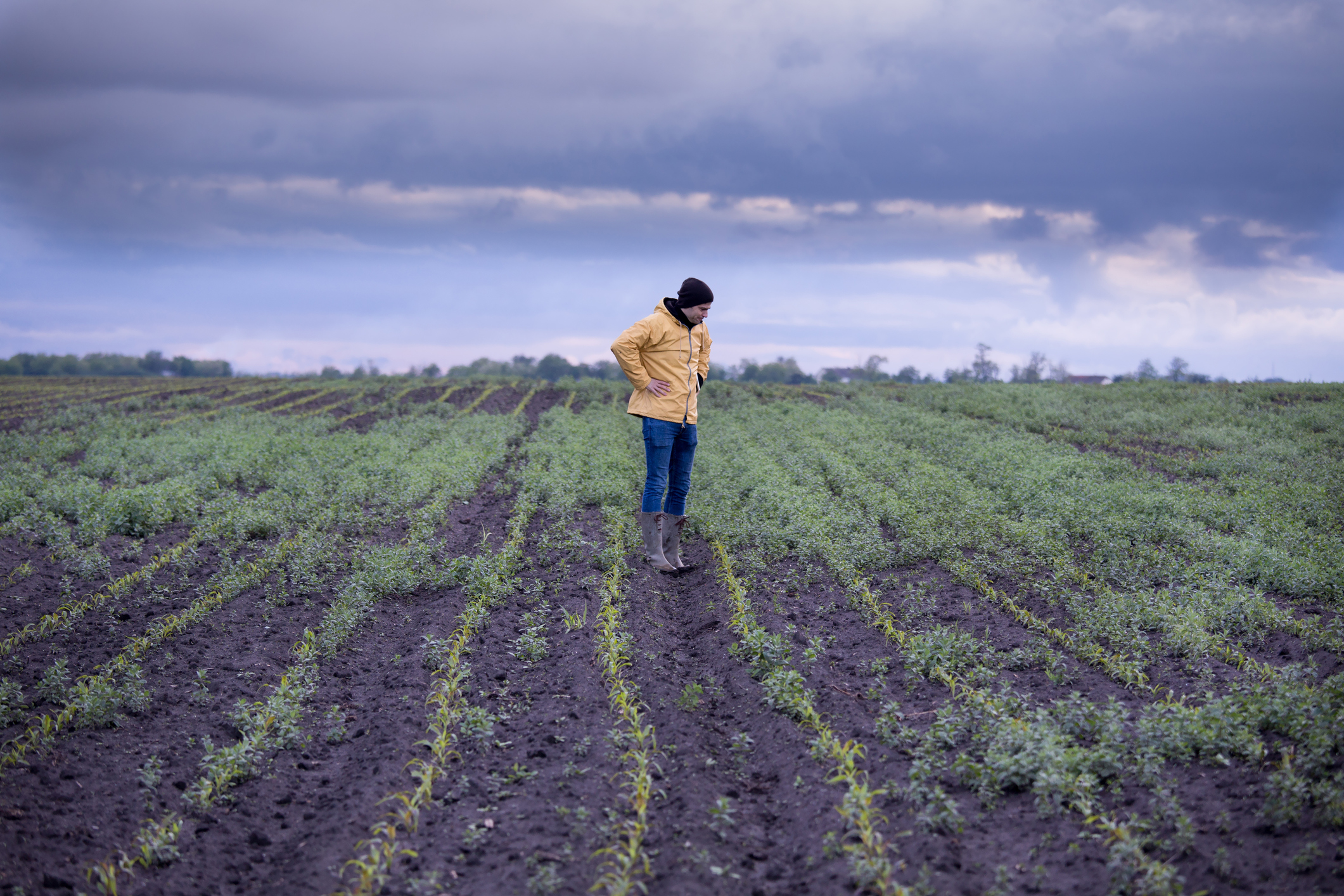 Farmer looking at weed in corn field